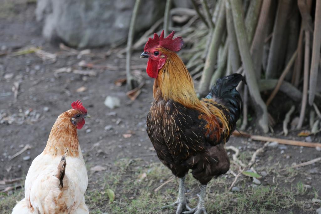 ג'יאושי 菜爺爺親子蔬宿vegepapa B&B מראה חיצוני תמונה